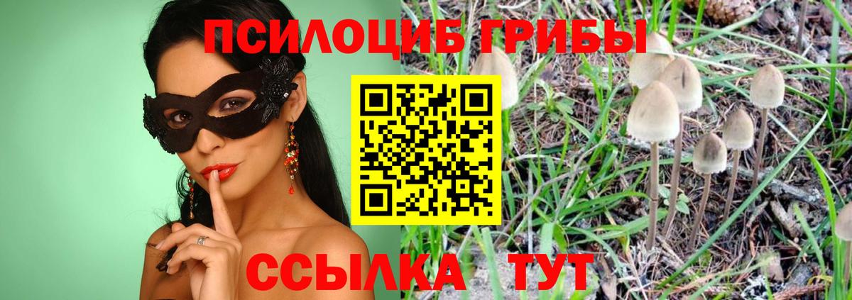 Псилоцибиновые грибы Psilocybe Борисоглебск